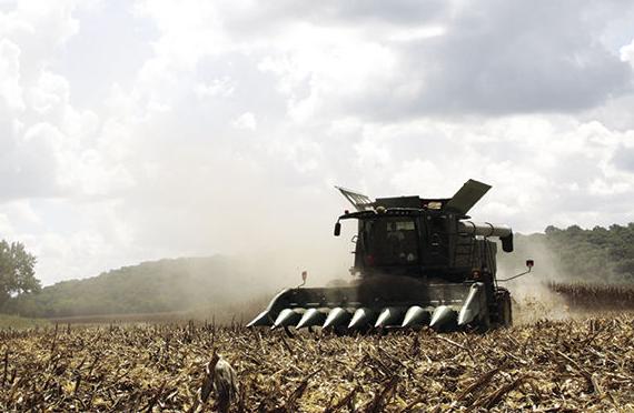 Corn Harvest